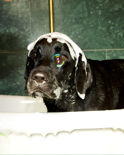 Shiny Fur Shampoo 2-pack – För fett hår och torr hud
