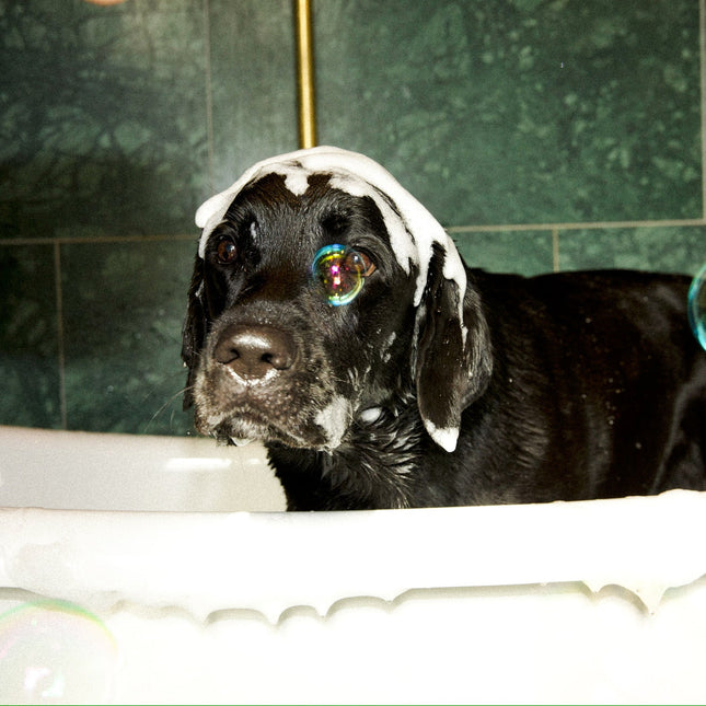 Djuprengörande paket - Tvätta och återfukta