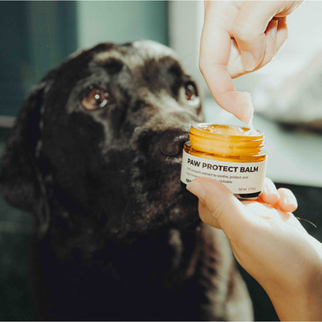 Paw Protect Balm