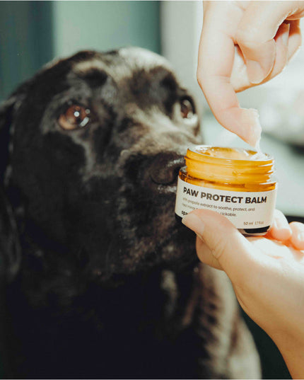 Paw Protect Balm 2-pack - För torra tassar och nosar