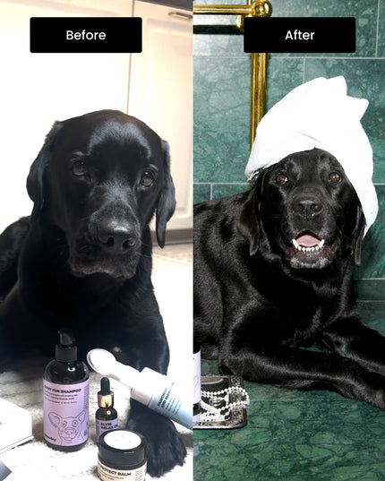 Glansig pälsschampo