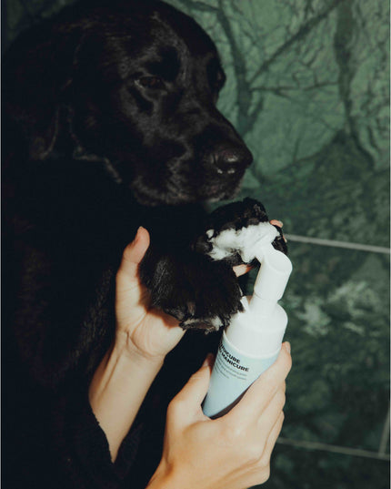 Elvis Spaw Kit - Den kompletta hundvårdsritualen