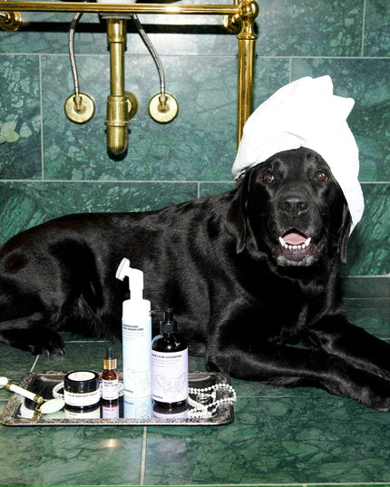 Paw Protect Balm 2-pack - För torra tassar och nosar