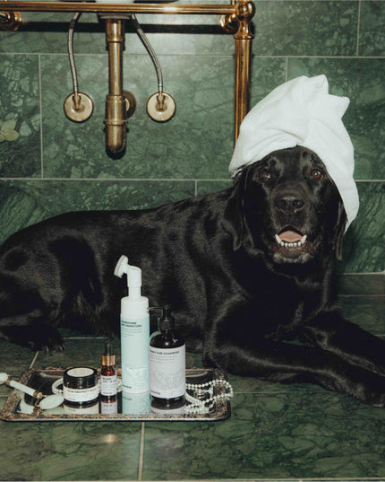 Elvis Spaw Kit - Den kompletta hundvårdsritualen