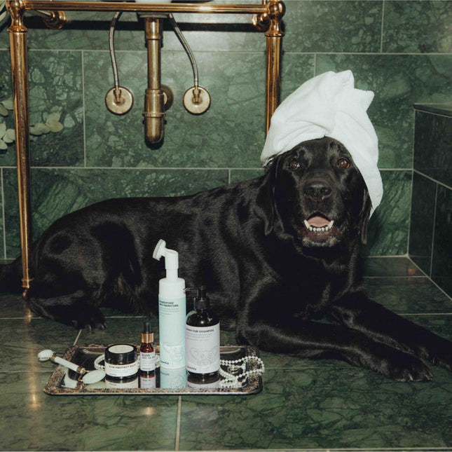 Elvis Spaw Kit - Den kompletta hundvårdsritualen