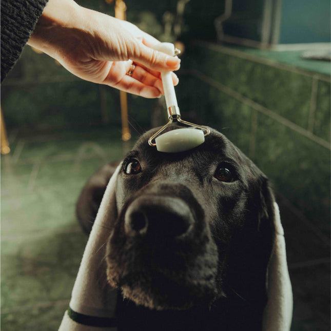 Total avslappningskit - För stressade hundar