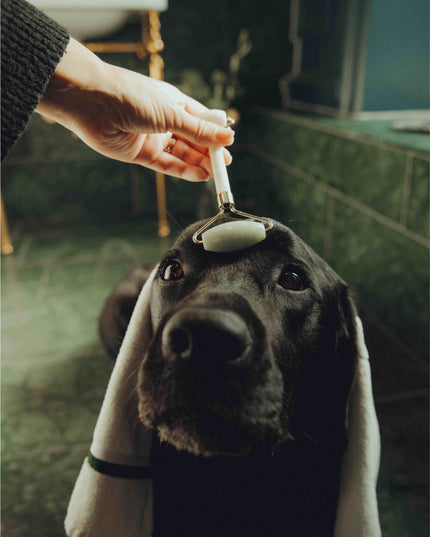 Elvis Spaw Kit - Den kompletta hundvårdsritualen