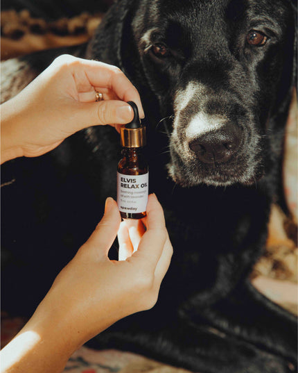 Elvis Spaw Kit - Den kompletta hundvårdsritualen