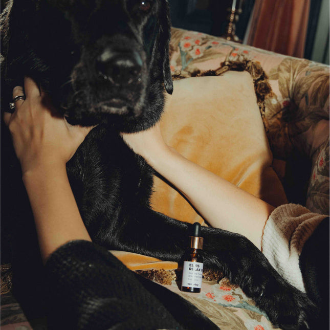 Total avslappningskit - För stressade hundar