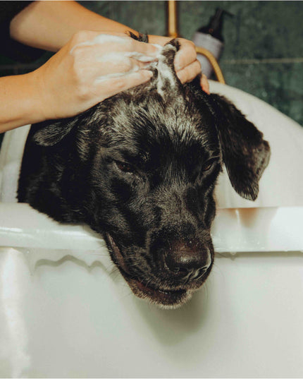 Shiny Fur Shampoo 2-pack – För fett hår och torr hud