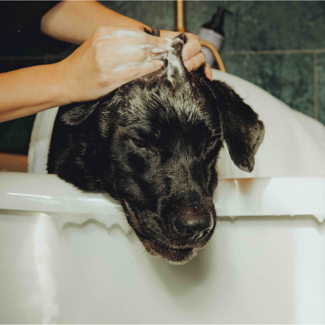 Shiny Fur Shampoo 2-pack – För fett hår och torr hud