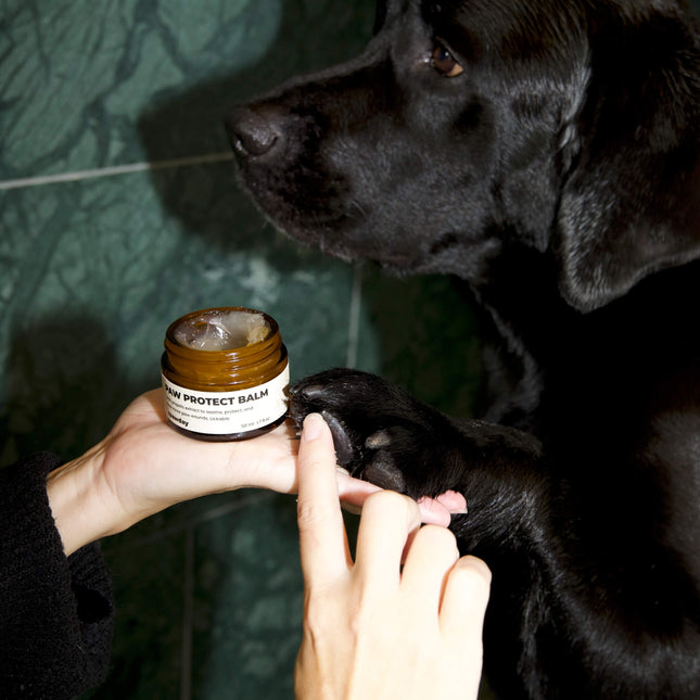 Total avslappningskit - För stressade hundar