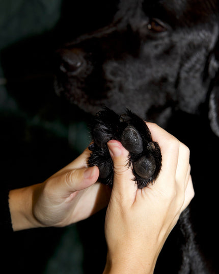 Paw Protect Balm 2-pack - För torra tassar och nosar