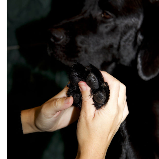 Paw Protect Balm 2-pack - För torra tassar och nosar