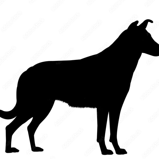 Motiv - Korthårig Collie